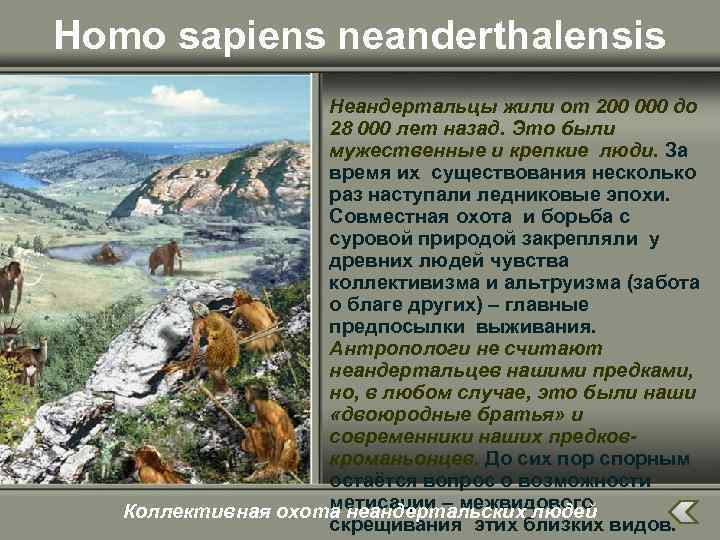 Homo sapiens neanderthalensis Неандертальцы жили от 200 000 до 28 000 лет назад. Это