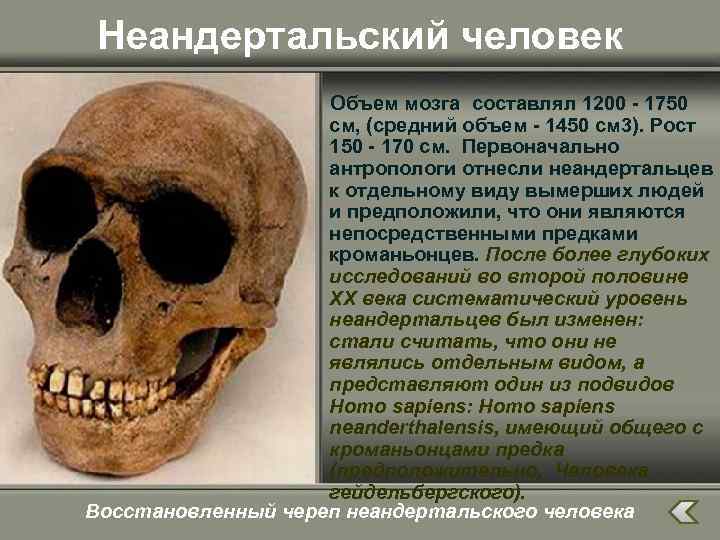 Неандертальский человек Объем мозга составлял 1200 - 1750 см, (средний объем - 1450 см