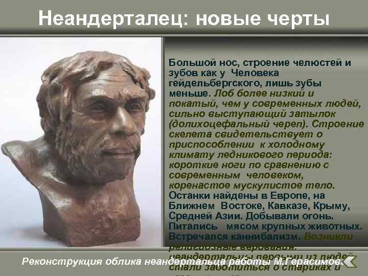 Неандерталец: новые черты Большой нос, строение челюстей и зубов как у Человека гейдельбергского, лишь