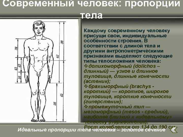 Современный человек: пропорции тела Каждому современному человеку присущи свои, индивидуальные особенности строения. В соответствии