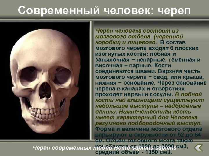 Современный человек: череп Череп человека состоит из мозгового отдела (черепной коробки) и лицевого. В