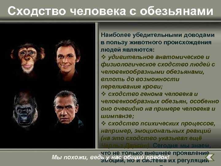 Сходство человека с обезьянами Наиболее убедительными доводами в пользу животного происхождения людей являются: v