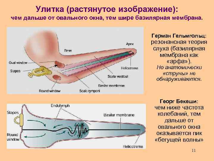 Улитка (растянутое изображение): чем дальше от овального окна, тем шире базилярная мембрана. Герман Гельмгольц: