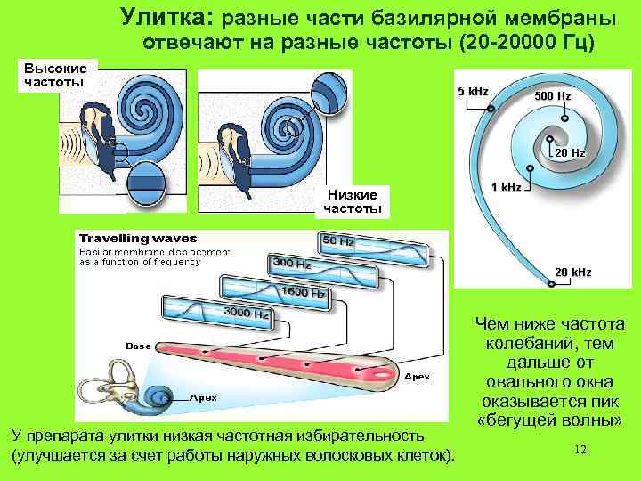 Улитка: разные части базилярной мембраны отвечают на разные частоты (20 -20000 Гц) Высокие частоты