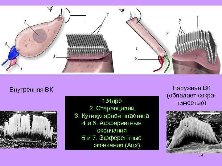 Внутренняя ВК 1. Ядро 2. Стереоцилии 3. Кутикулярная пластина 4 и 6. Афферентнын окончания