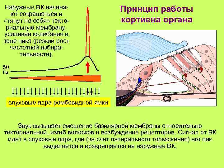 Наружные ВК начинают сокращаться и «тянут на себя» текториальную мембрану, усиливая колебания в зоне