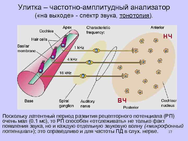 Улитка – частотно-амплитудный анализатор ( «на выходе» - спектр звука, тонотопия). НЧ ВЧ Поскольку