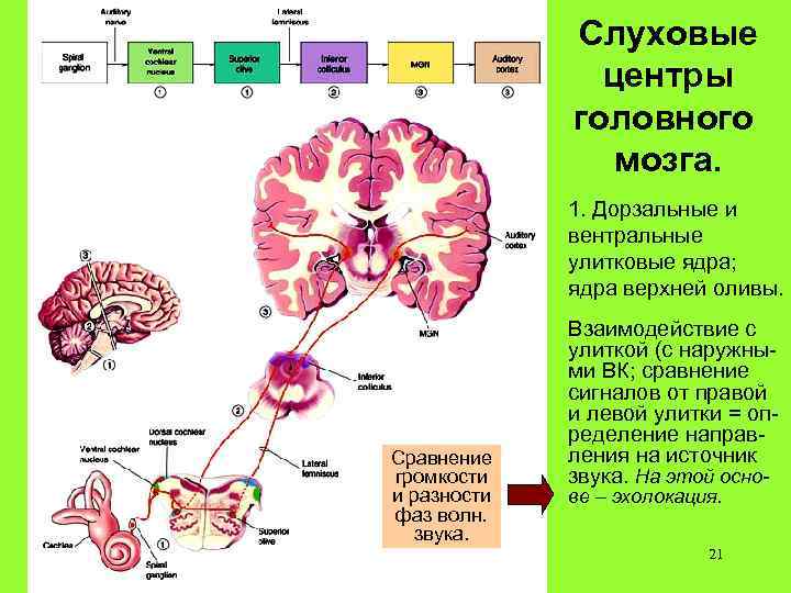 Слуховые центры головного мозга. 1. Дорзальные и вентральные улитковые ядра; ядра верхней оливы. Сравнение