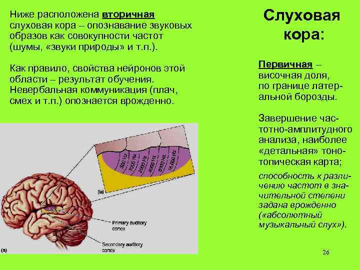 Ниже расположена вторичная слуховая кора – опознавание звуковых образов как совокупности частот (шумы, «звуки