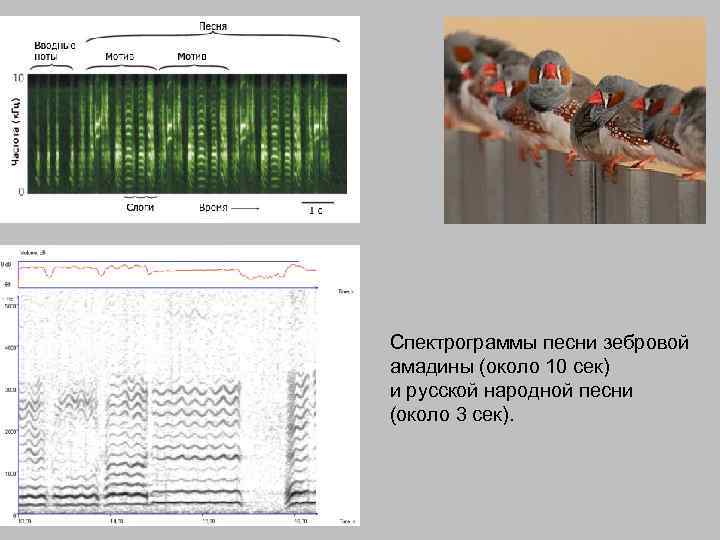 Спектрограммы песни зебровой амадины (около 10 сек) и русской народной песни (около 3 сек).