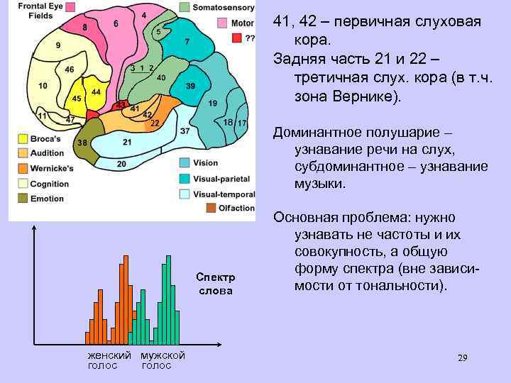 41, 42 – первичная слуховая кора. Задняя часть 21 и 22 – третичная слух.