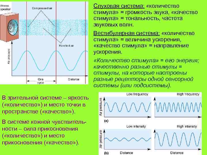 Слуховая система: «количество стимула» = громкость звука, «качество стимула» = тональность, частота звуковых волн.