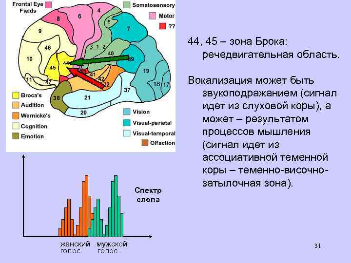 44, 45 – зона Брока: речедвигательная область. Спектр слова женский мужской голос Вокализация может