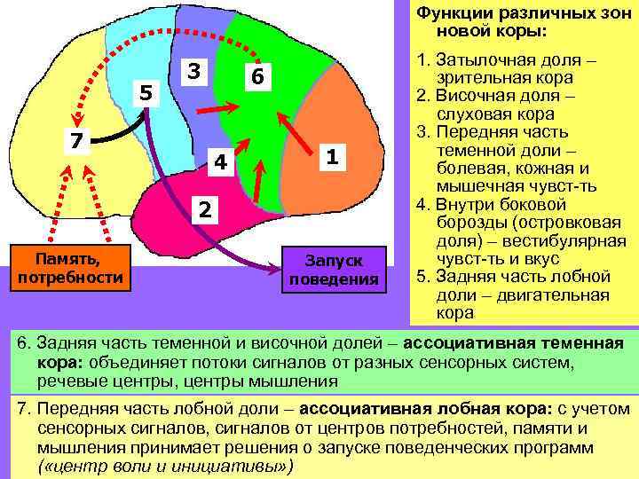 Функции различных зон новой коры: 5 3 7 6 4 1 2 Память, потребности