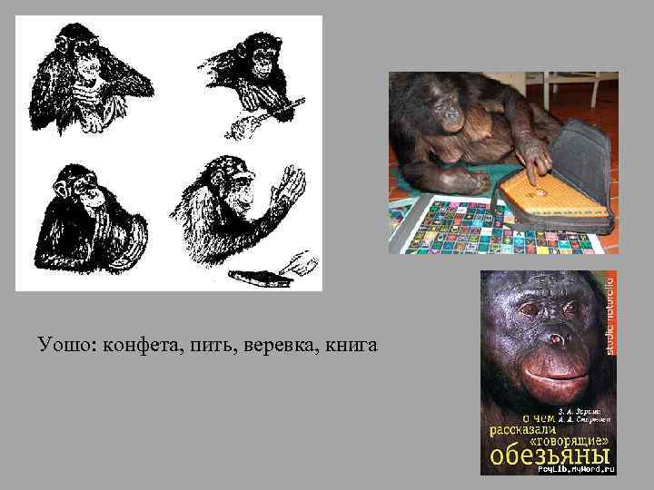 Уошо: конфета, пить, веревка, книга 