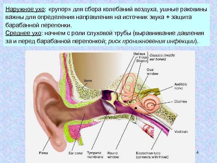 Наружное ухо: «рупор» для сбора колебаний воздуха, ушные раковины важны для определения направления на