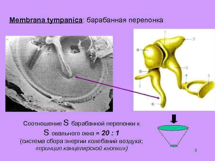 Membrana tympanica: барабанная перепонка Соотношение S барабанной перепонки к S овального окна = 20