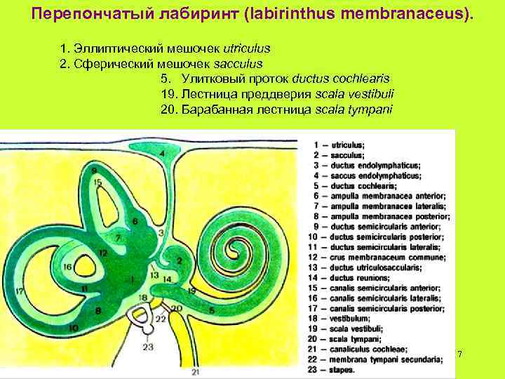 Перепончатый лабиринт (labirinthus membranaceus). 1. Эллиптический мешочек utriculus 2. Сферический мешочек sacculus 5. Улитковый