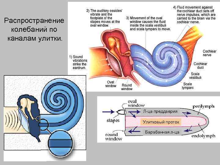 Распространение колебаний по каналам улитки. Л-ца преддверия Улитковый проток Барабанная л-ца 