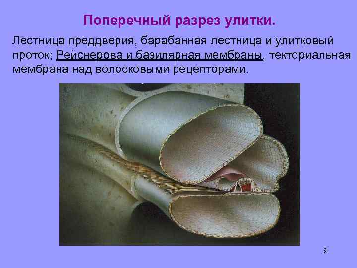 Поперечный разрез улитки. Лестница преддверия, барабанная лестница и улитковый проток; Рейснерова и базилярная мембраны,