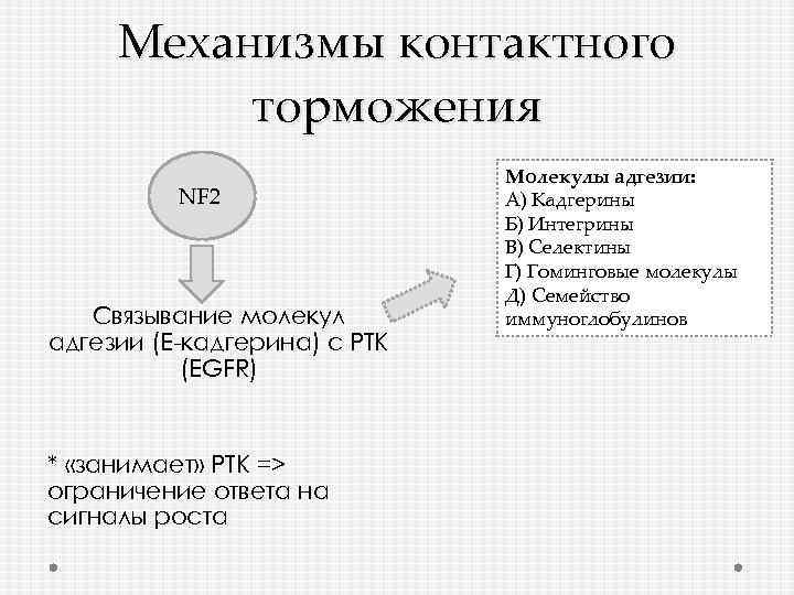 Механизмы контактного торможения NF 2 Cвязывание молекул адгезии (Е-кадгерина) с РТК (EGFR) * «занимает»