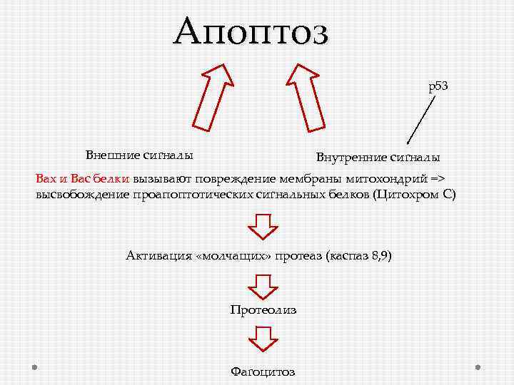 Апоптоз р53 Внешние сигналы Внутренние сигналы Вах и Вас белки вызывают повреждение мембраны митохондрий