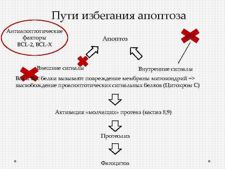 Пути избегания апоптоза Антиапоптотические факторы ВСL-2, BCL-X р53 Апоптоз Внешние сигналы Внутренние сигналы Вах