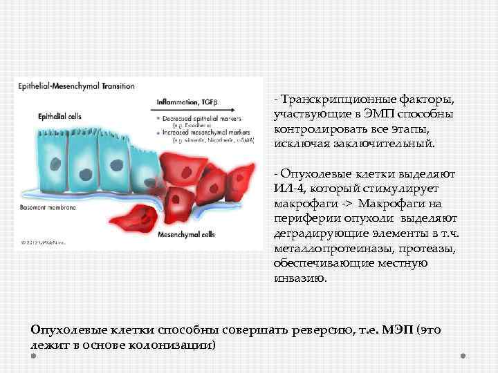 - Транскрипционные факторы, участвующие в ЭМП способны контролировать все этапы, исключая заключительный. - Опухолевые