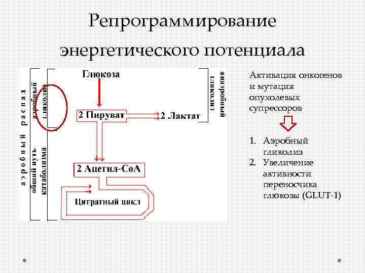 Репрограммирование энергетического потенциала Активация онкогенов и мутация опухолевых супрессоров 1. Аэробный гликолиз 2. Увеличение