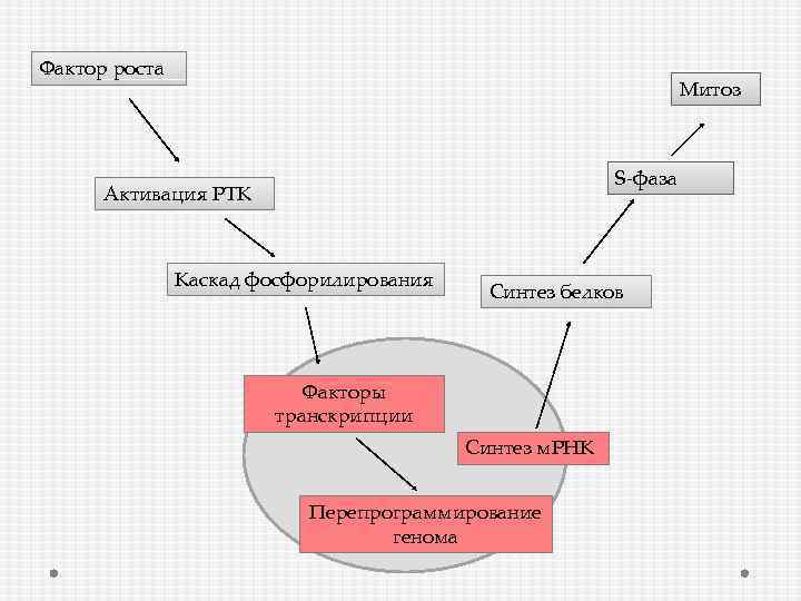 Фактор роста Митоз S-фаза Активация РТК Каскад фосфорилирования Синтез белков Факторы транскрипции Синтез м.