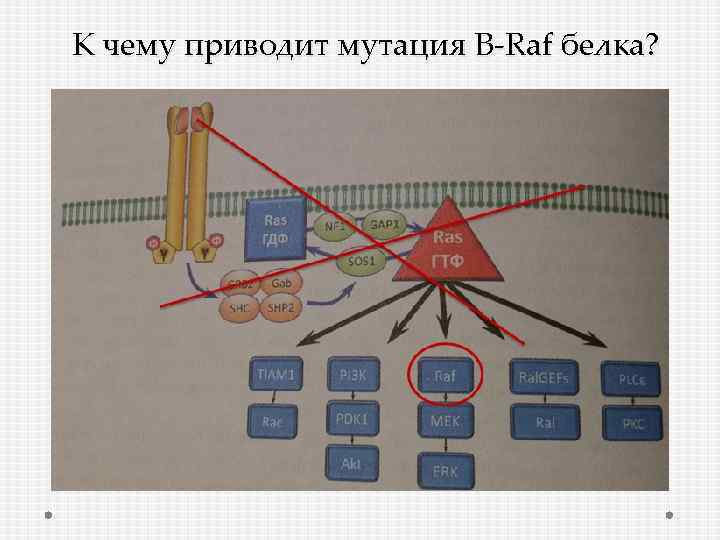 К чему приводит мутация B-Raf белка? 