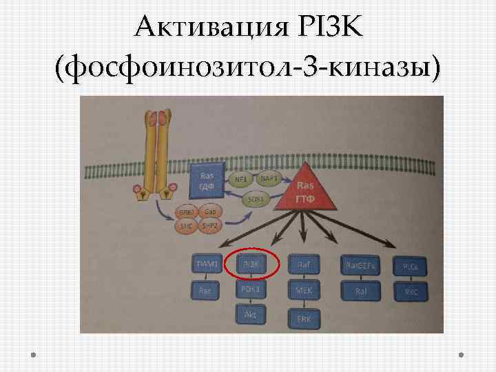 Активация PI 3 K (фосфоинозитол-3 -киназы) 