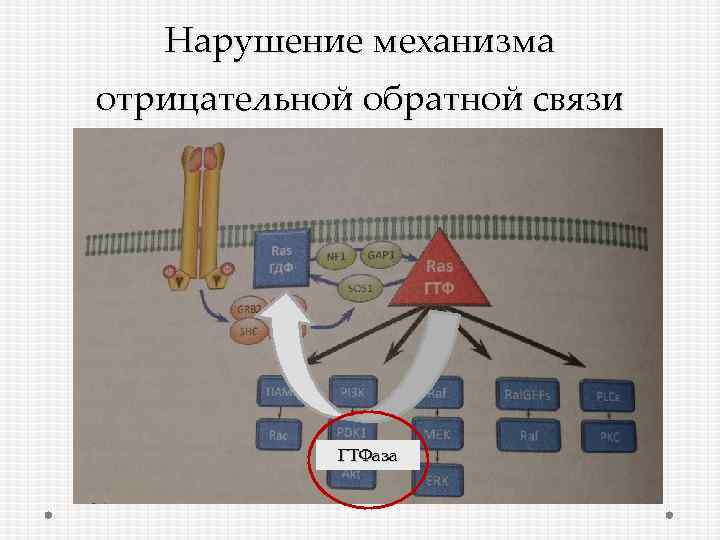 Нарушение механизма отрицательной обратной связи ГТФаза 