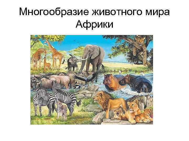 Многообразие животного мира Африки 