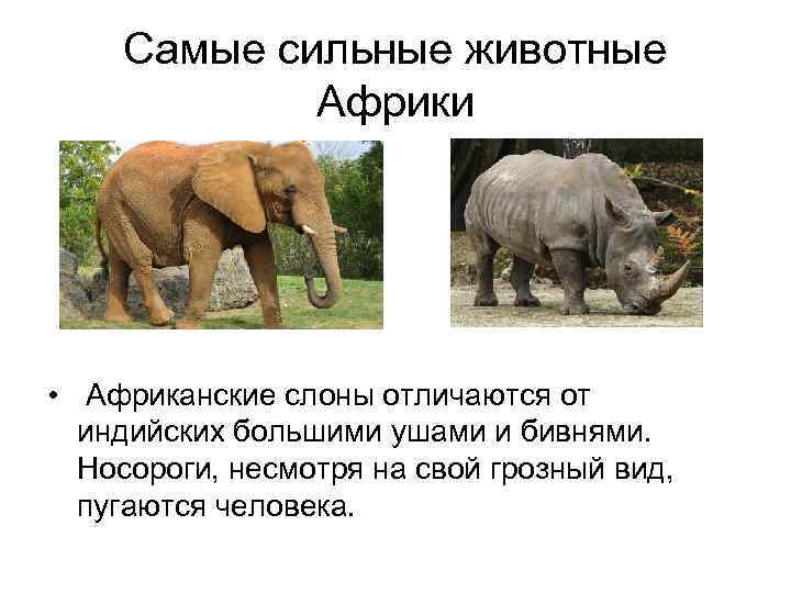 Самые сильные животные Африки • Африканские слоны отличаются от индийских большими ушами и бивнями.