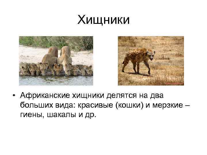 Хищники • Африканские хищники делятся на два больших вида: красивые (кошки) и мерзкие –