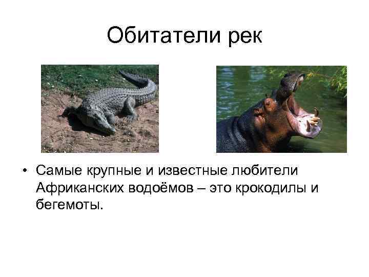 Обитатели рек • Самые крупные и известные любители Африканских водоёмов – это крокодилы и