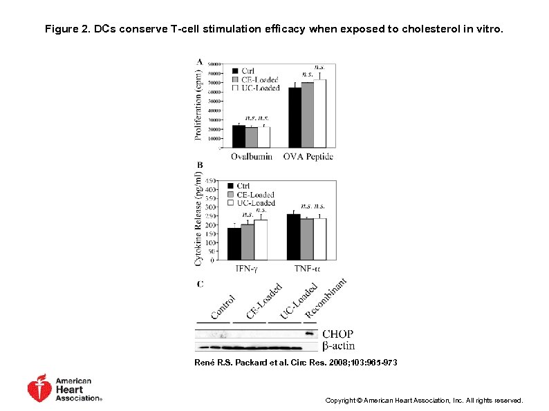 Figure 2. DCs conserve T-cell stimulation efficacy when exposed to cholesterol in vitro. René
