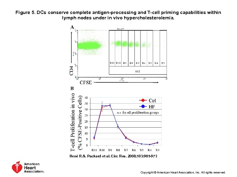 Figure 5. DCs conserve complete antigen-processing and T-cell priming capabilities within lymph nodes under