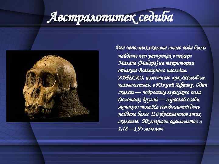 Австралопитек седиба Два неполных скелета этого вида были найдены при раскопках в пещере Малапа