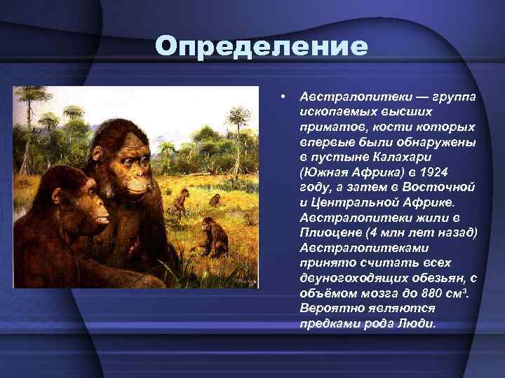 Определение • . Австралопитеки — группа ископаемых высших приматов, кости которых впервые были обнаружены