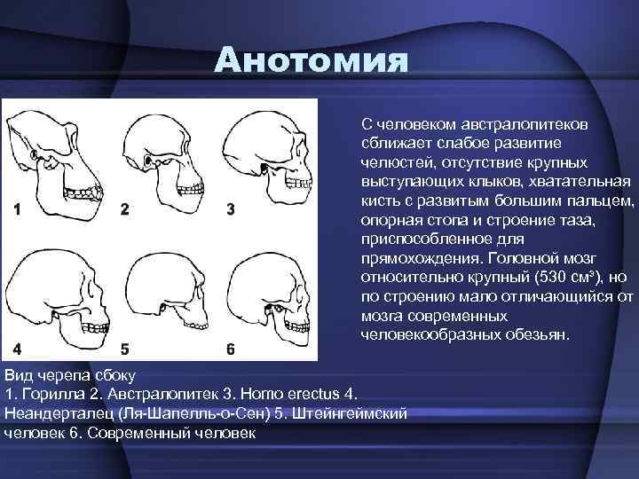 Анотомия С человеком австралопитеков сближает слабое развитие челюстей, отсутствие крупных выступающих клыков, хватательная кисть