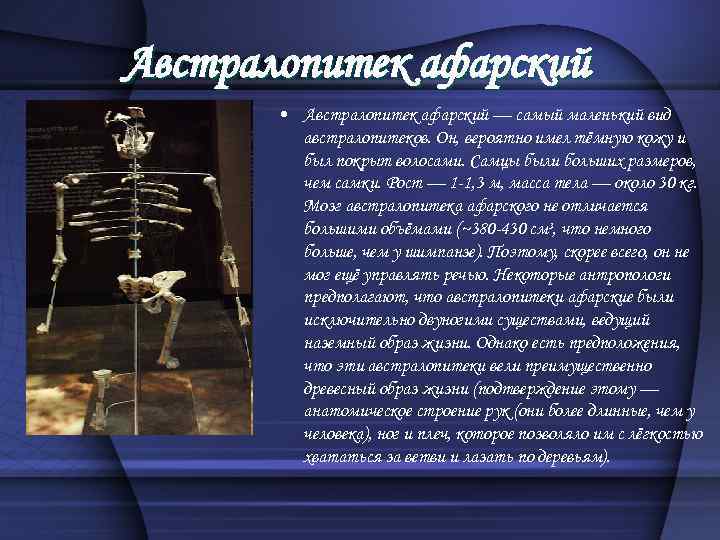 Австралопитек афарский • Австралопитек афарский — самый маленький вид австралопитеков. Он, вероятно имел тёмную