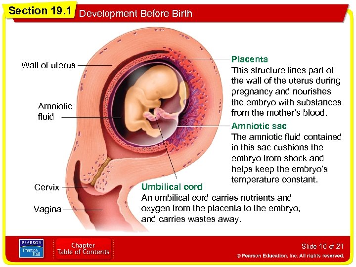 Section 19. 1 Development Before Birth Wall of uterus Amniotic fluid Cervix Vagina Placenta