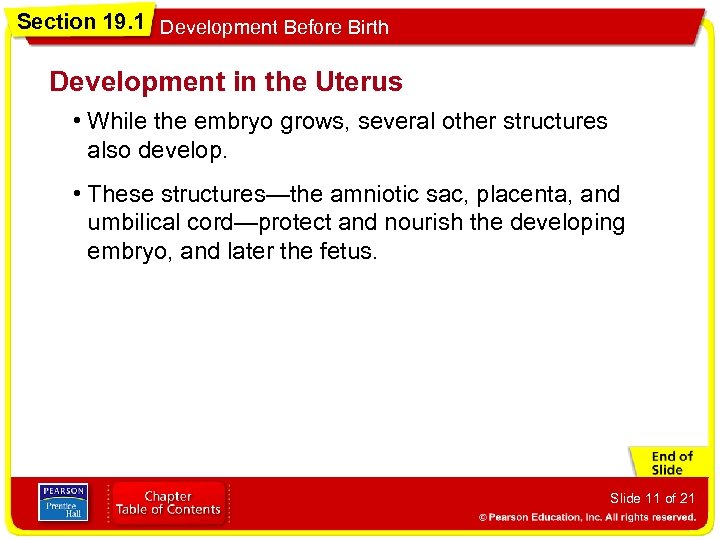 Section 19. 1 Development Before Birth Development in the Uterus • While the embryo