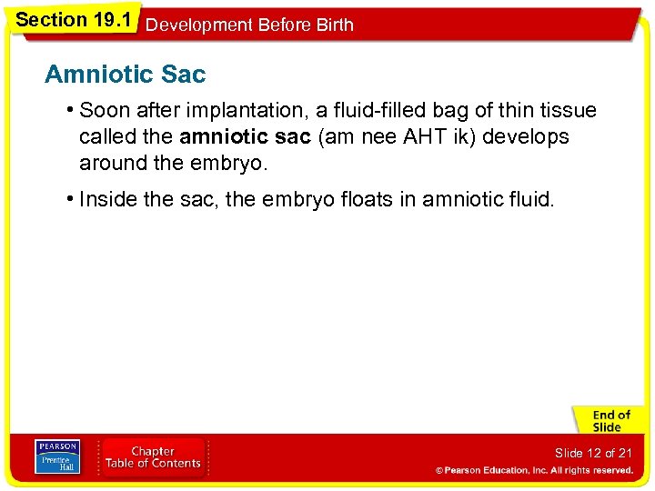 Section 19. 1 Development Before Birth Amniotic Sac • Soon after implantation, a fluid-filled