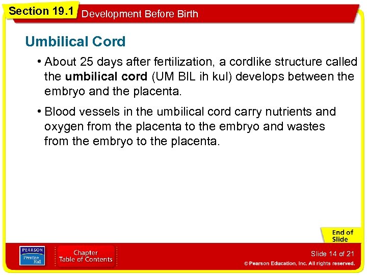 Section 19. 1 Development Before Birth Umbilical Cord • About 25 days after fertilization,