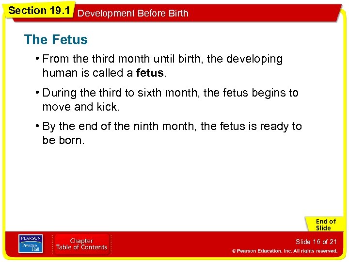 Section 19. 1 Development Before Birth The Fetus • From the third month until