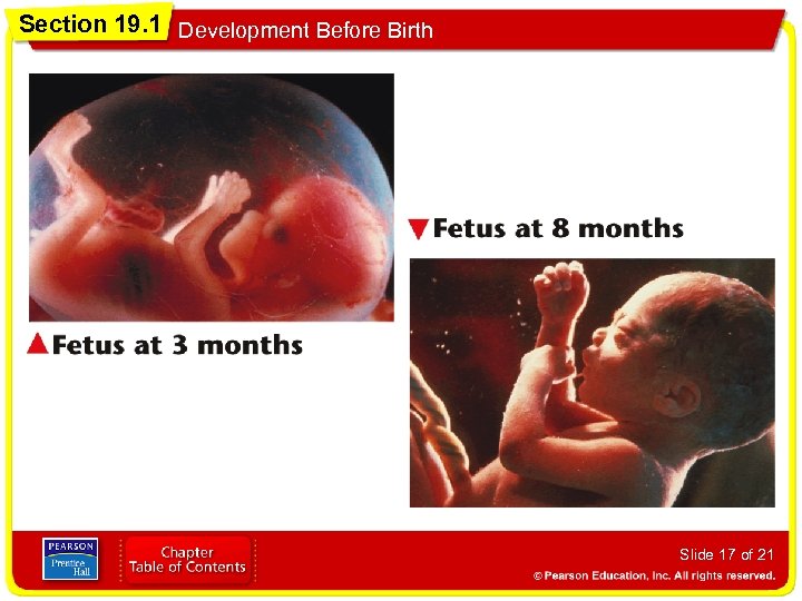 Section 19. 1 Development Before Birth Slide 17 of 21 