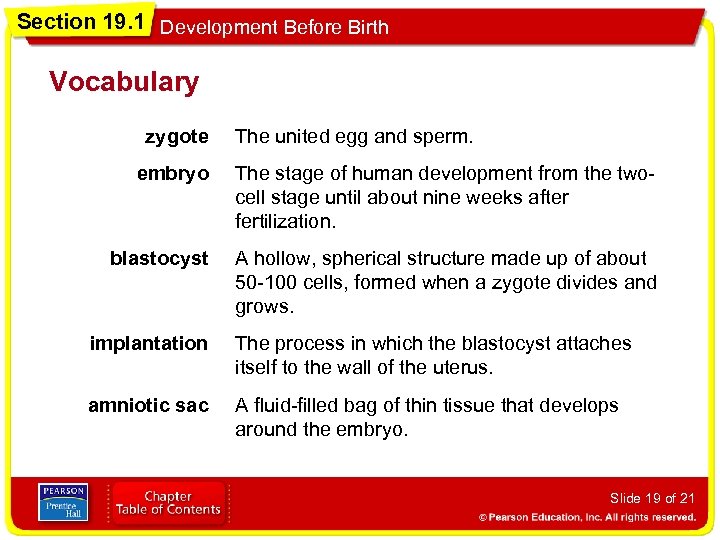 Section 19. 1 Development Before Birth Vocabulary zygote The united egg and sperm. embryo